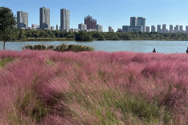 粉黛花的开花持续时间，7月份开花9月份结束