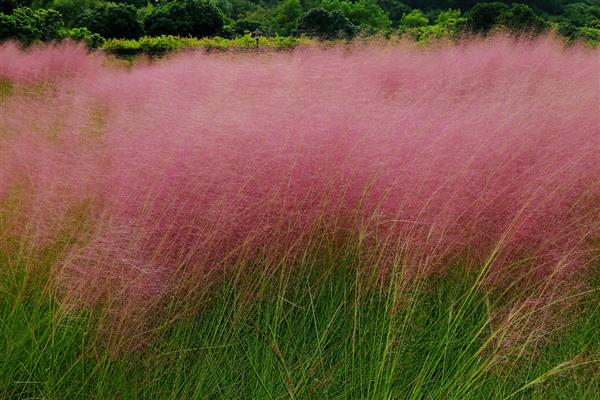 粉黛花的开花持续时间，7月份开花9月份结束