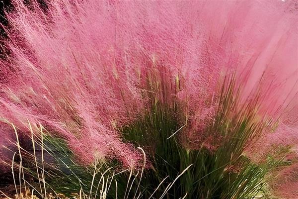 粉黛花的开花持续时间，7月份开花9月份结束