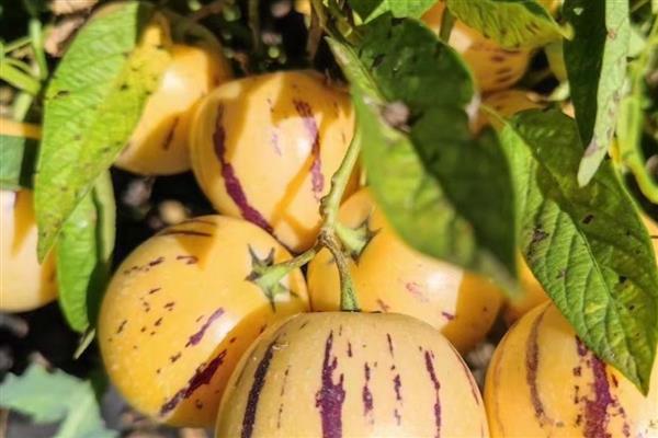 人参果是杂交出来的吗,并非杂交品种