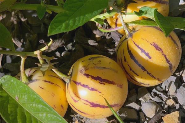 人参果是杂交出来的吗,并非杂交品种