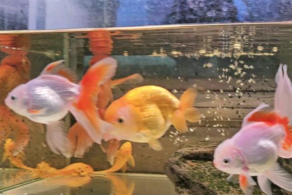 金鱼不喂食能活多久，只能活二十多天左右