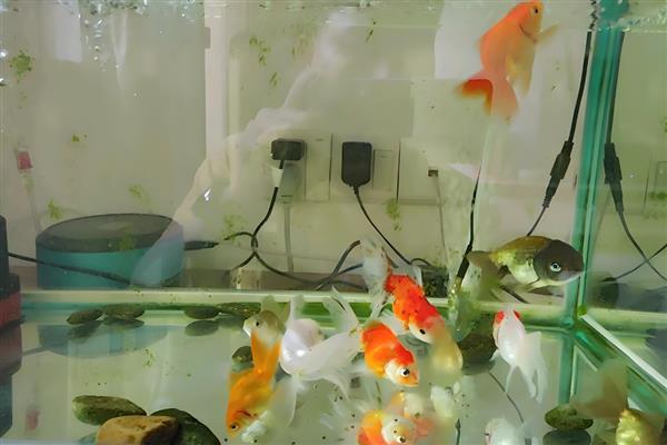 金鱼不喂食能活多久，只能活二十多天左右