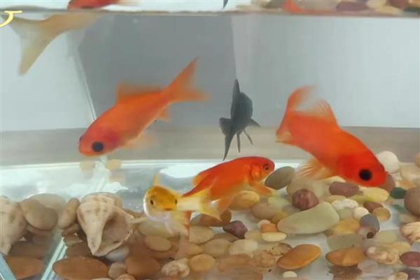 金鱼不喂食能活多久，只能活二十多天左右