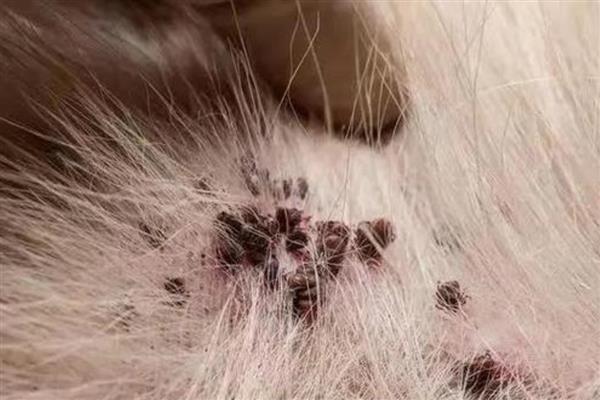 鸡虱子的外形特点,雌虫为1.8-2.1毫米