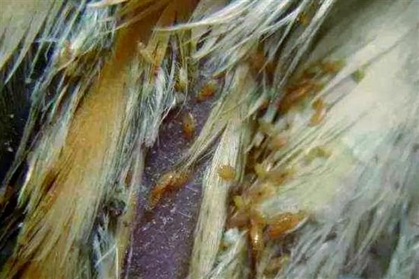 鸡虱子的外形特点,雌虫为1.8-2.1毫米