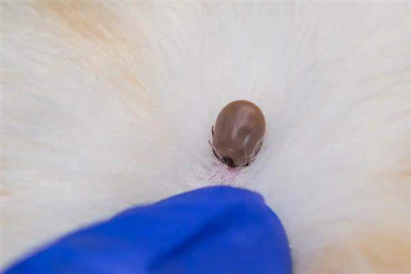 鸡虱子的外形特点,雌虫为1.8-2.1毫米