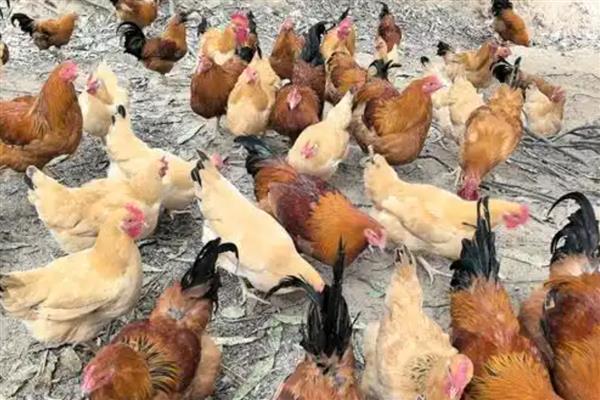 鸡虱子的外形特点,雌虫为1.8-2.1毫米