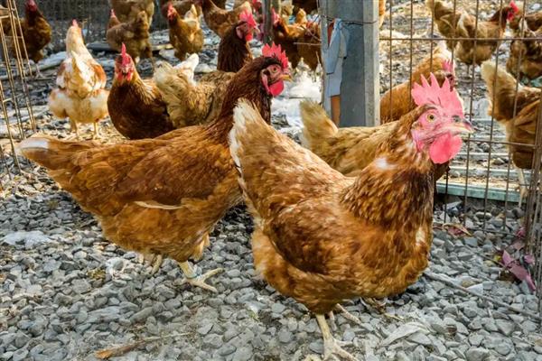 鸡虱子的外形特点,雌虫为1.8-2.1毫米