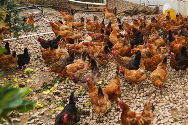 鸡虱子的外形特点,雌虫为1.8-2.1毫米