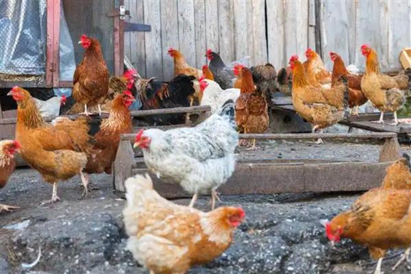 鸡虱子的外形特点,雌虫为1.8-2.1毫米