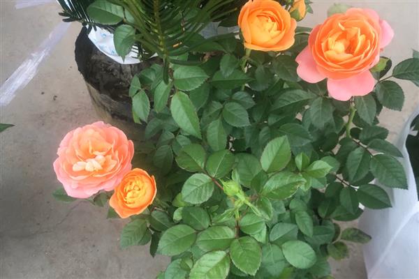 月季涝根的表现,会导致枝叶逐渐发软发焉