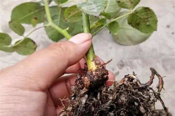 月季涝根的表现,会导致枝叶逐渐发软发焉