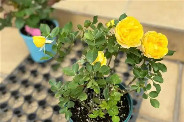 月季涝根的表现,会导致枝叶逐渐发软发焉