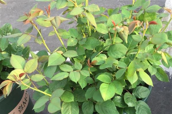 月季涝根的表现,会导致枝叶逐渐发软发焉