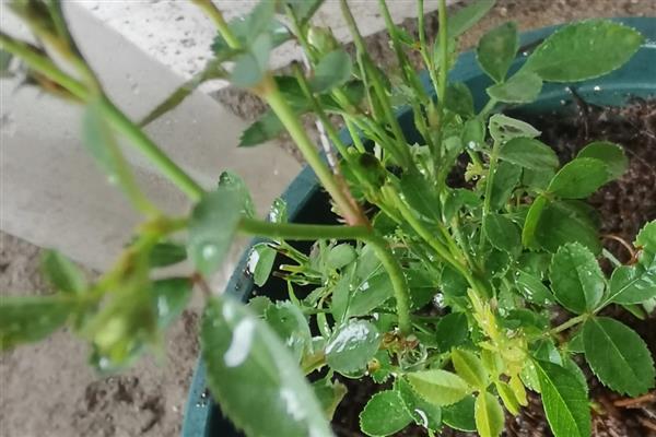 月季涝根的表现,会导致枝叶逐渐发软发焉