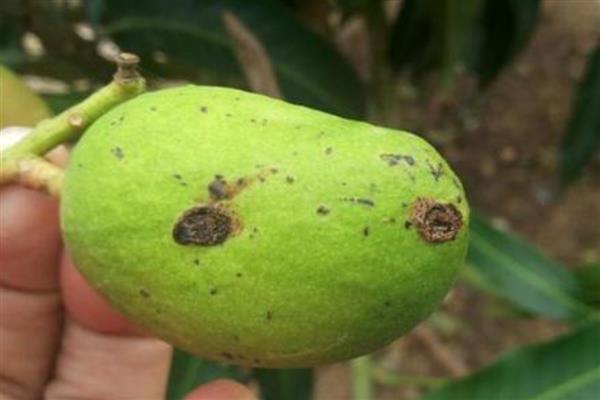 芒果角斑病的危害症状,染病后花杆会裂开