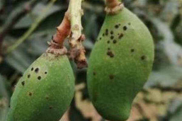 芒果角斑病的危害症状,染病后花杆会裂开