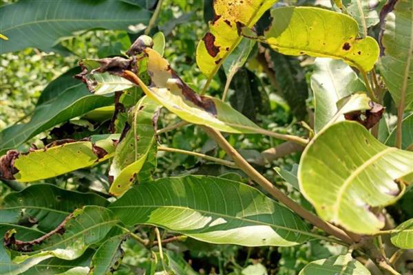 芒果角斑病的危害症状,染病后花杆会裂开