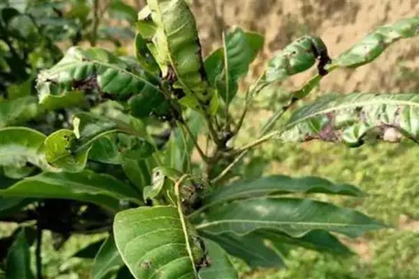 芒果角斑病的危害症状,染病后花杆会裂开