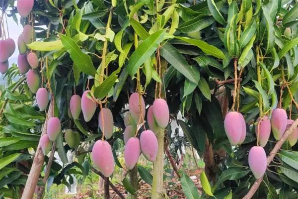 芒果角斑病的危害症状,染病后花杆会裂开