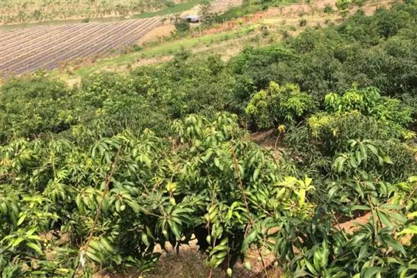 芒果角斑病的危害症状,染病后花杆会裂开