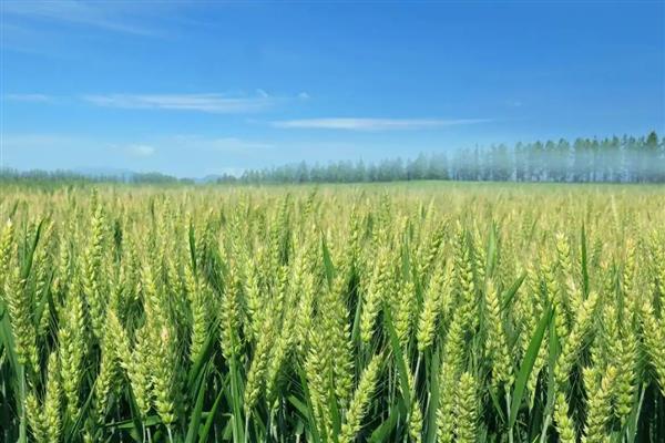 谷物类的植物有哪些，有水稻、小麦等