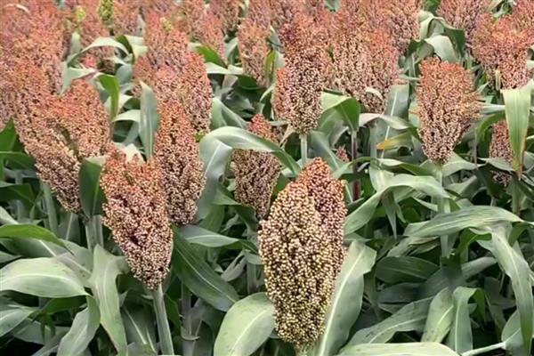 谷物类的植物有哪些，有水稻、小麦等