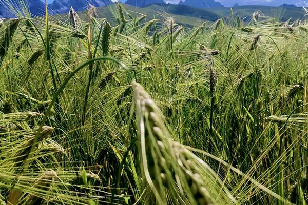 谷物类的植物有哪些，有水稻、小麦等