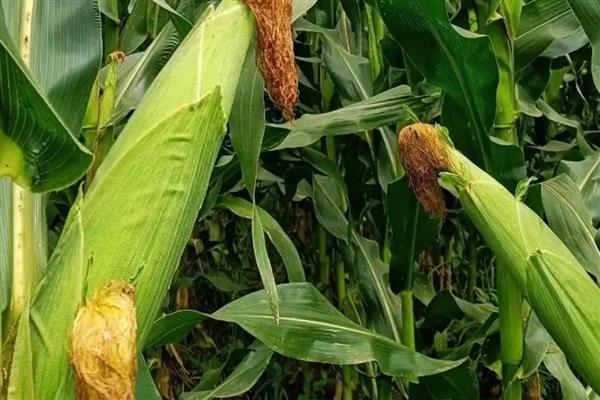 谷物类的植物有哪些，有水稻、小麦等