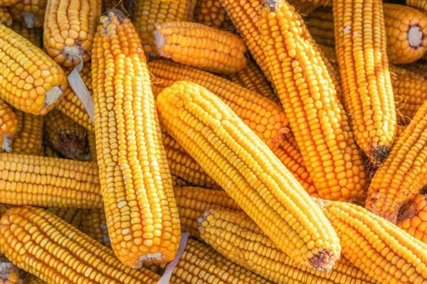 谷物类的植物有哪些，有水稻、小麦等