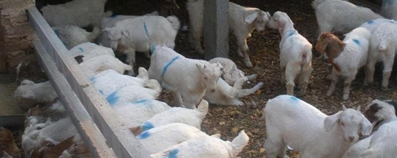 刚出生的小羊感冒了如何处理,转移到18-20℃的地方养护