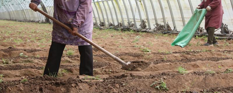 新建大棚土壤缺乏有机质怎么处理,需增施生物菌肥