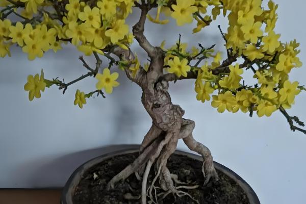 迎春花怎么养殖,每隔半个月追施一次氮肥