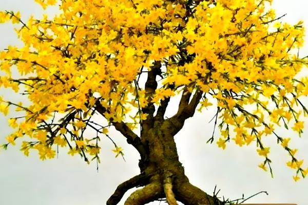 迎春花怎么养殖,每隔半个月追施一次氮肥