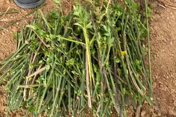 迎春花怎么养殖,每隔半个月追施一次氮肥