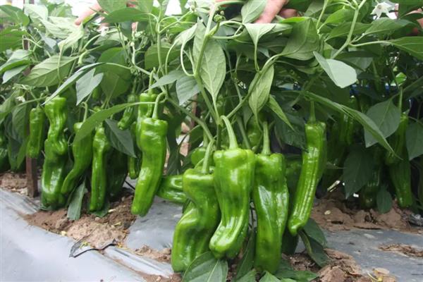 辣椒怎么种植，株行距为33×33厘米