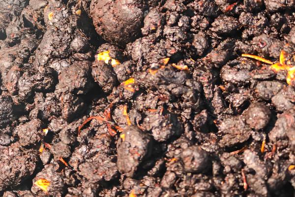 仙人掌怎样扦插,在春秋两季进行为佳