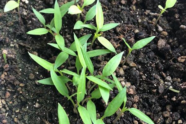 辣椒怎么种植，株行距为33×33厘米