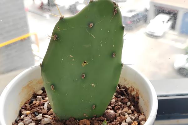 仙人掌怎样扦插,在春秋两季进行为佳