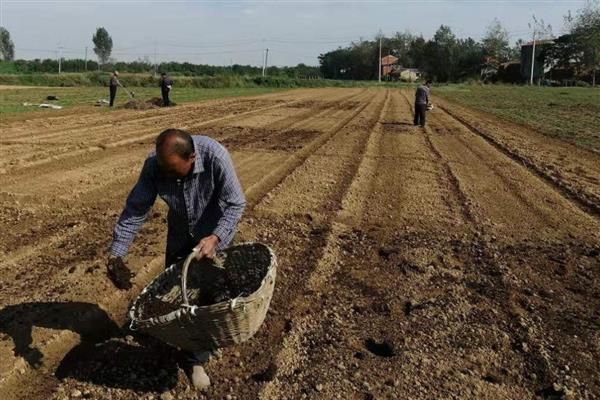 辣椒怎么种植，株行距为33×33厘米