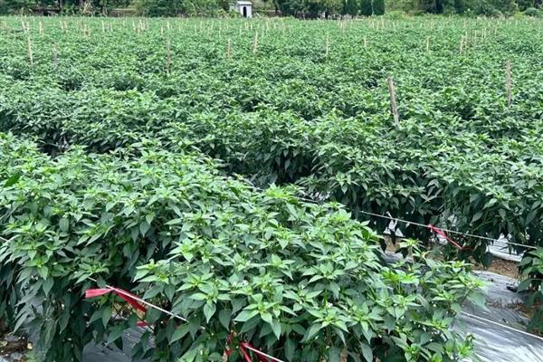 辣椒怎么种植，株行距为33×33厘米