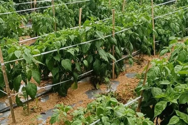 辣椒怎么种植，株行距为33×33厘米