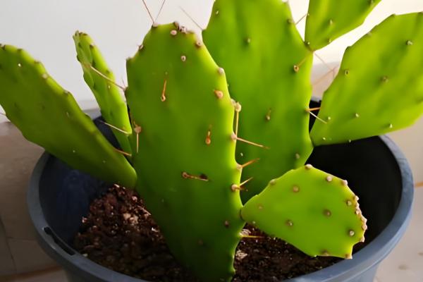 仙人掌怎样扦插,在春秋两季进行为佳