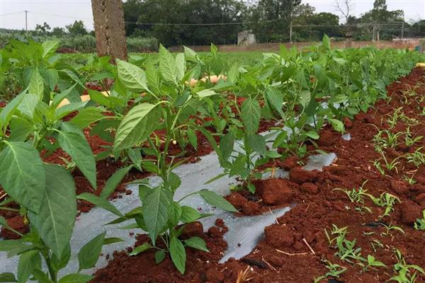 辣椒怎么种植，株行距为33×33厘米