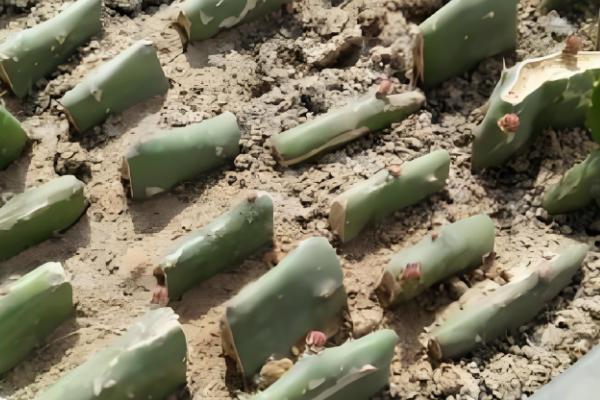 仙人掌怎样扦插,在春秋两季进行为佳