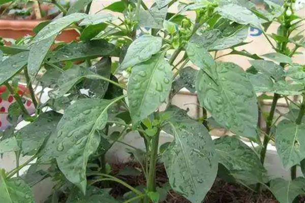 辣椒怎么种植，株行距为33×33厘米