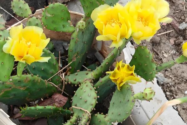 仙人掌怎样扦插,在春秋两季进行为佳