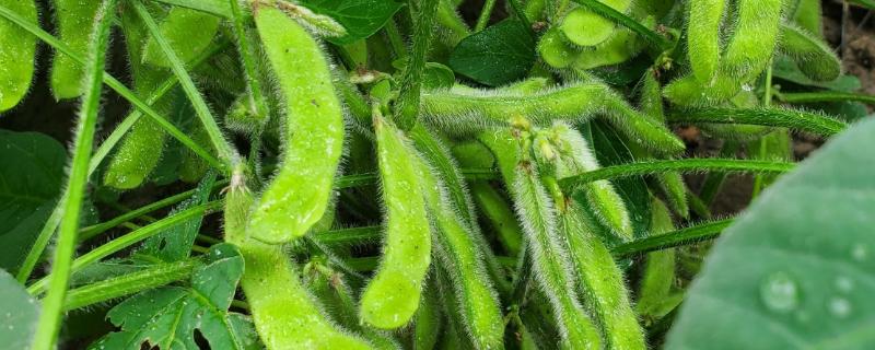 毛豆和青豆有什么区别，概念、颜色都不同