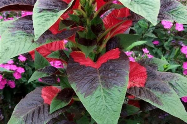 老来俏花如何浇水，夏季要经常在植株周围洒水